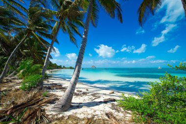 plaj ve tropikal deniz