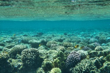 Mercan Bahçe ile balıkçı