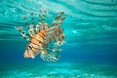 Lion fish  swimming clipart