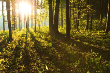 Yeşil Orman ağaçları