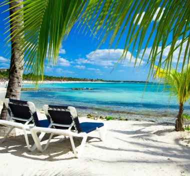 plaj ve tropikal deniz