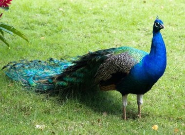 Bronz tavus kuşu tüyleri ile