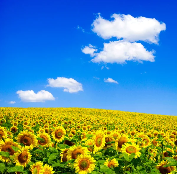 Solrosfält och blå himmel — Stockfoto