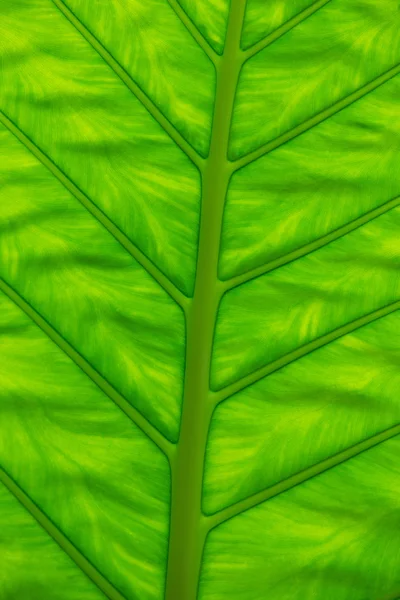 Texture fogliare verde — Foto Stock