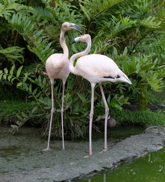 Flamingos fåglar på natur — Stockfoto