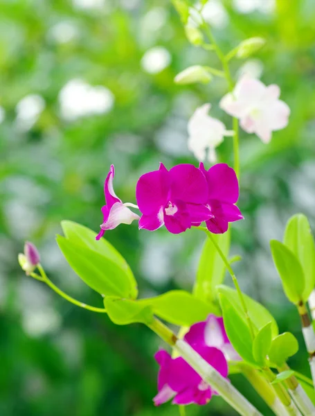 Hermosas flores de orquídea —  Fotos de Stock