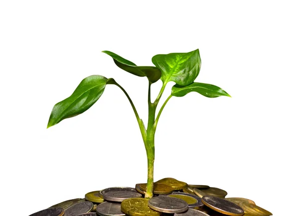 Coins and green plant — Stock Photo, Image