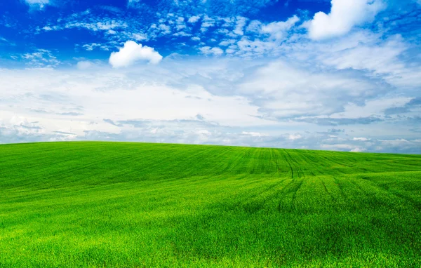 Yeşil tarla ve mavi gökyüzü — Stok fotoğraf