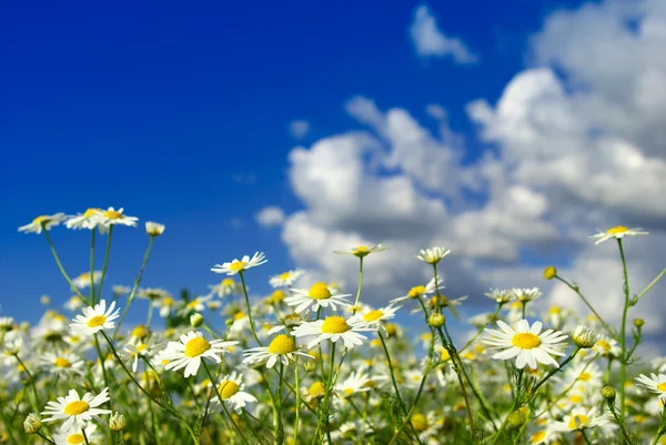 Camomiles flowers and  sky — Stock Photo, Image