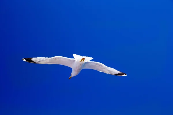 Gaivota voa contra o céu — Fotografia de Stock