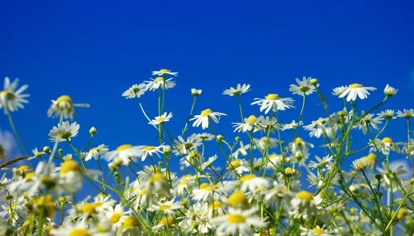 Camomiles flowers and  sky — Stock Photo, Image