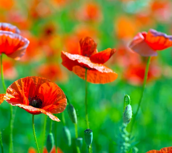 Rode papavers op granen veld — Stockfoto