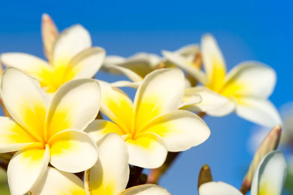 Belas flores de frangipani — Fotografia de Stock