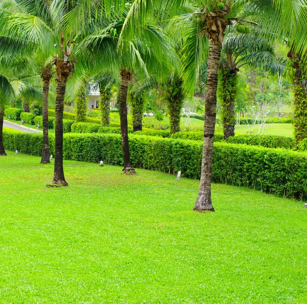 Jardín verde con hierba — Foto de Stock