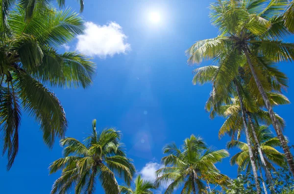 Palm trees on sky — Stock Photo, Image