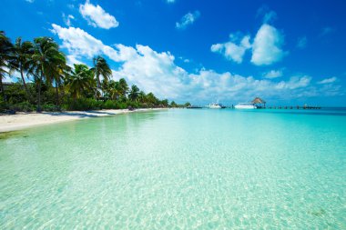 plaj ve tropikal deniz