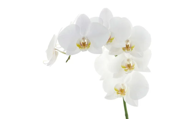 Witte orchideeën bloemen — Stockfoto