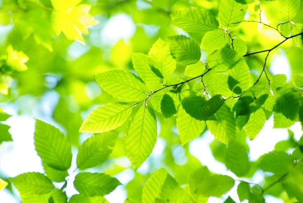Πράσινο φόντο φύλλα — Φωτογραφία Αρχείου