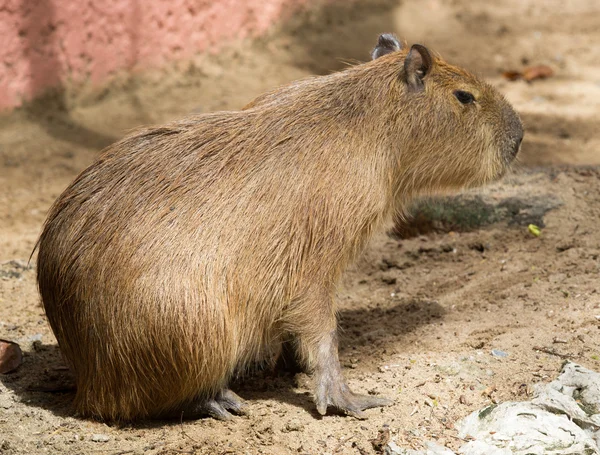 Kapybara djur på natur — Stockfoto