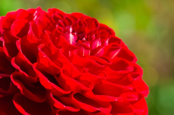 Flor de dália vermelha — Fotografia de Stock