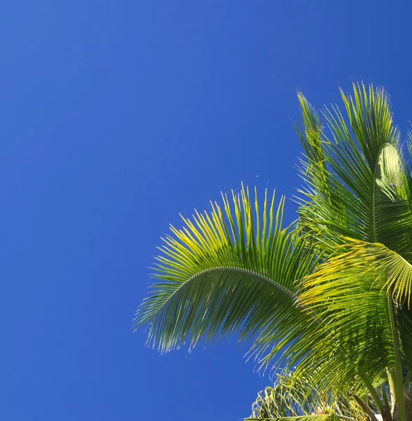 Palm tree  on the sky — Stock Photo, Image