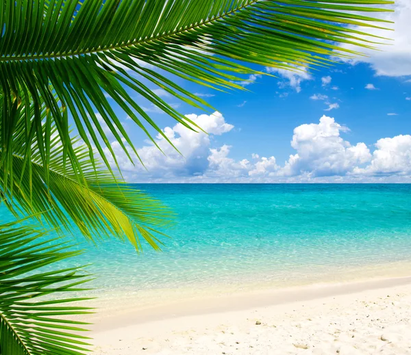 Playa y mar tropical — Foto de Stock