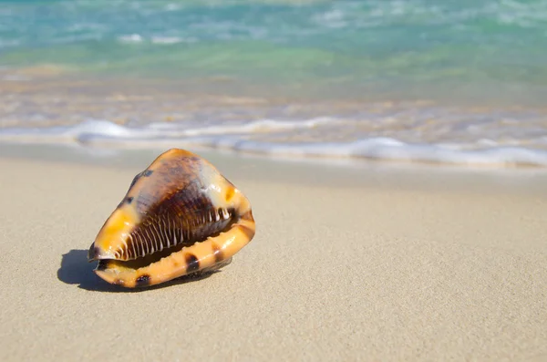 Spiaggia e mare tropicale — Foto Stock