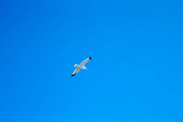 Seagull flies against  sky — Stock Photo, Image