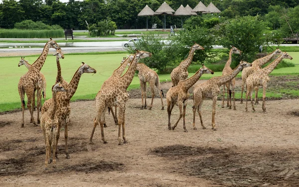 Giraffes in  zoo  park — Stock Photo, Image