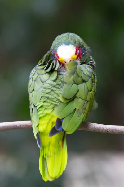 Parrot bird  sitting on  perch — Stock Photo, Image