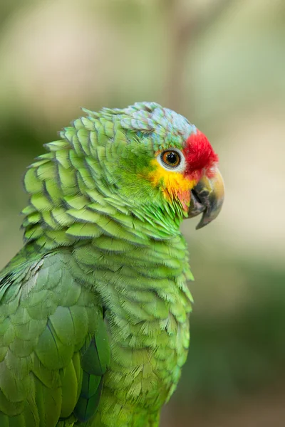 Parrot bird on nature — Stock Photo, Image