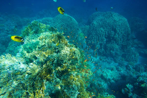 Underwater panorama with fish — Stock Photo, Image