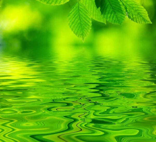 Green leaves background Stock Picture