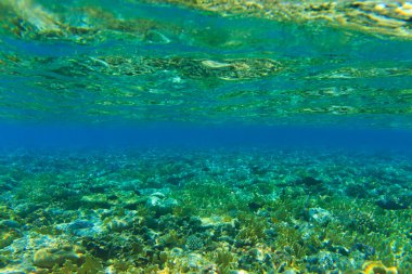 Balık ile sualtı panorama