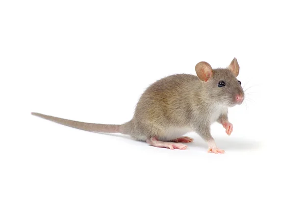 Ratto animale isolato — Foto Stock