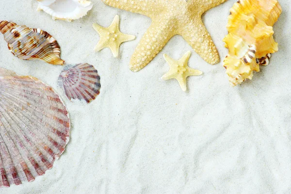 Starfish and shells on beach — Stock Photo, Image