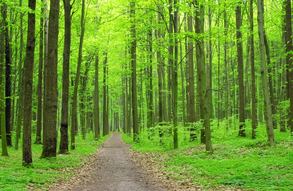 Groene bos achtergrond — Stockfoto