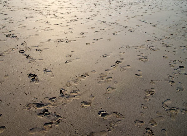 Hintergrund aus Korallensand — Stockfoto