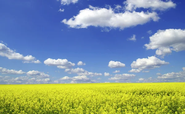 Rape field and clouds — Stock Photo, Image