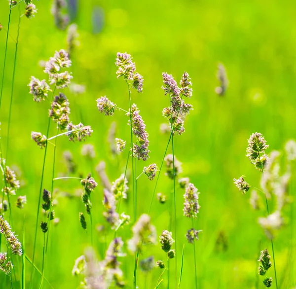 Hermosa hierba verde — Foto de Stock