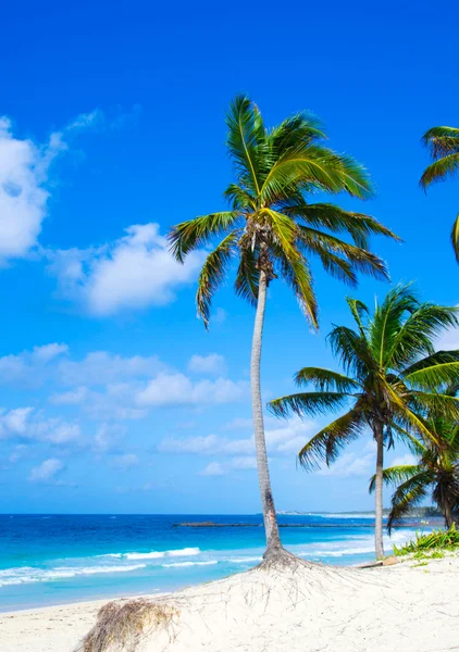 Caribbean beach och palm träd — Stockfoto