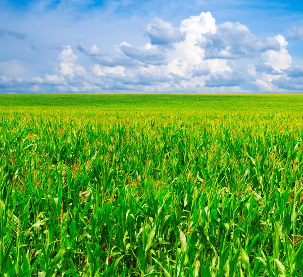 Campo su sfondo e cielo — Foto Stock