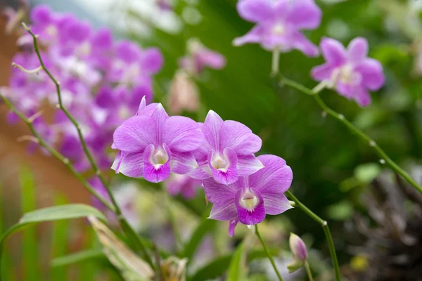 Belles fleurs d'orchidée — Photo