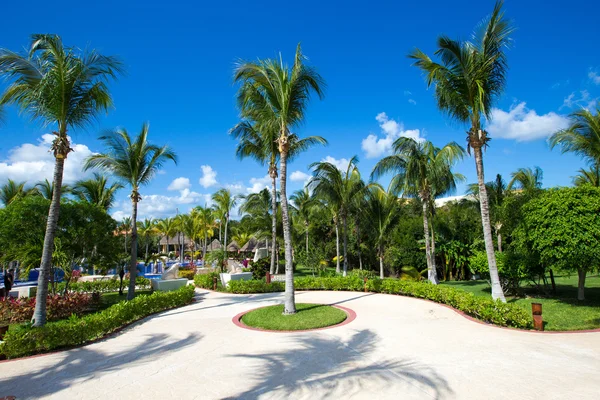 Camino de piedra jardín con hierba — Foto de Stock