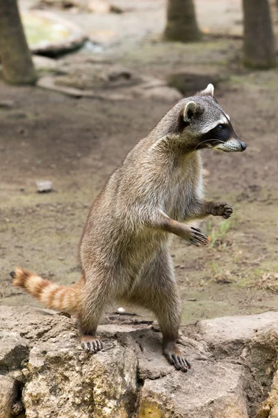 アライグマ動物屋外 — ストック写真