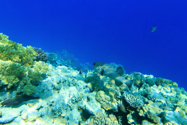 Underwater panorama with fish — Stock Photo, Image