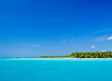 Caribbean beach ve palmiye ağaçları