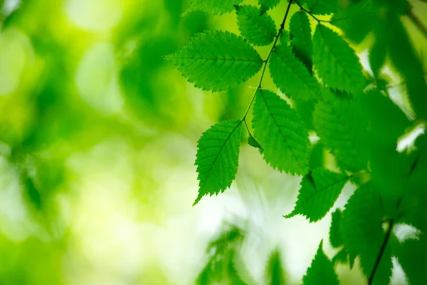 Hojas verdes fondo — Foto de Stock