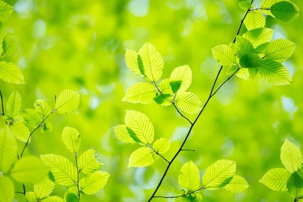 Green leaves background — Stock Photo, Image