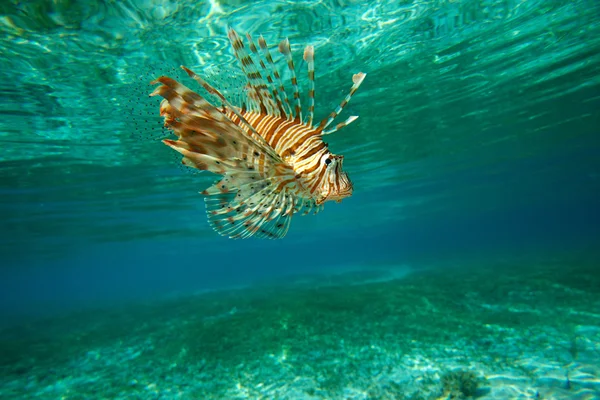ライオンの魚の水泳 — ストック写真